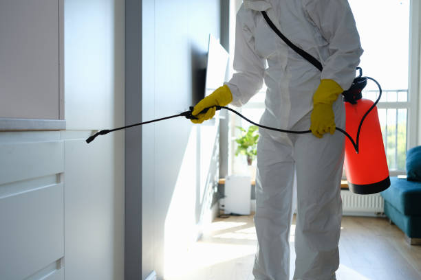 Best Office Mold Removal Services  in Lo, HI