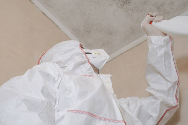 Best Office Mold Removal Services  in Lo, HI