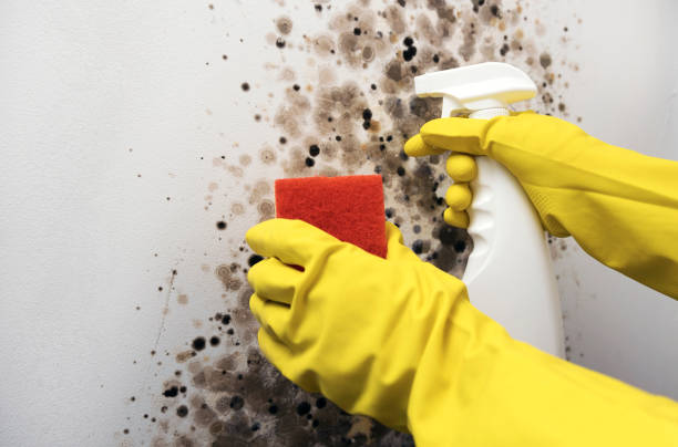 Best Toxic Mold Removal  in Lo, HI